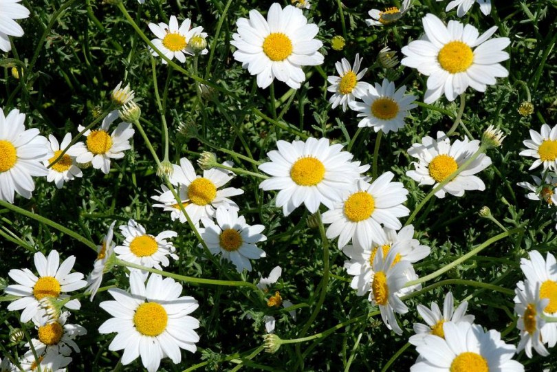Strandhundskamille, Anthemis maritima, etnobotanika